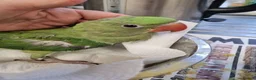 Parrots birds for sale: Stunning Parrots/Parakeets/Amazons  - Advert 25