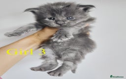 Maine Coon cats for sale: Blue Maine coon kittens - DNA health tested - Image 13