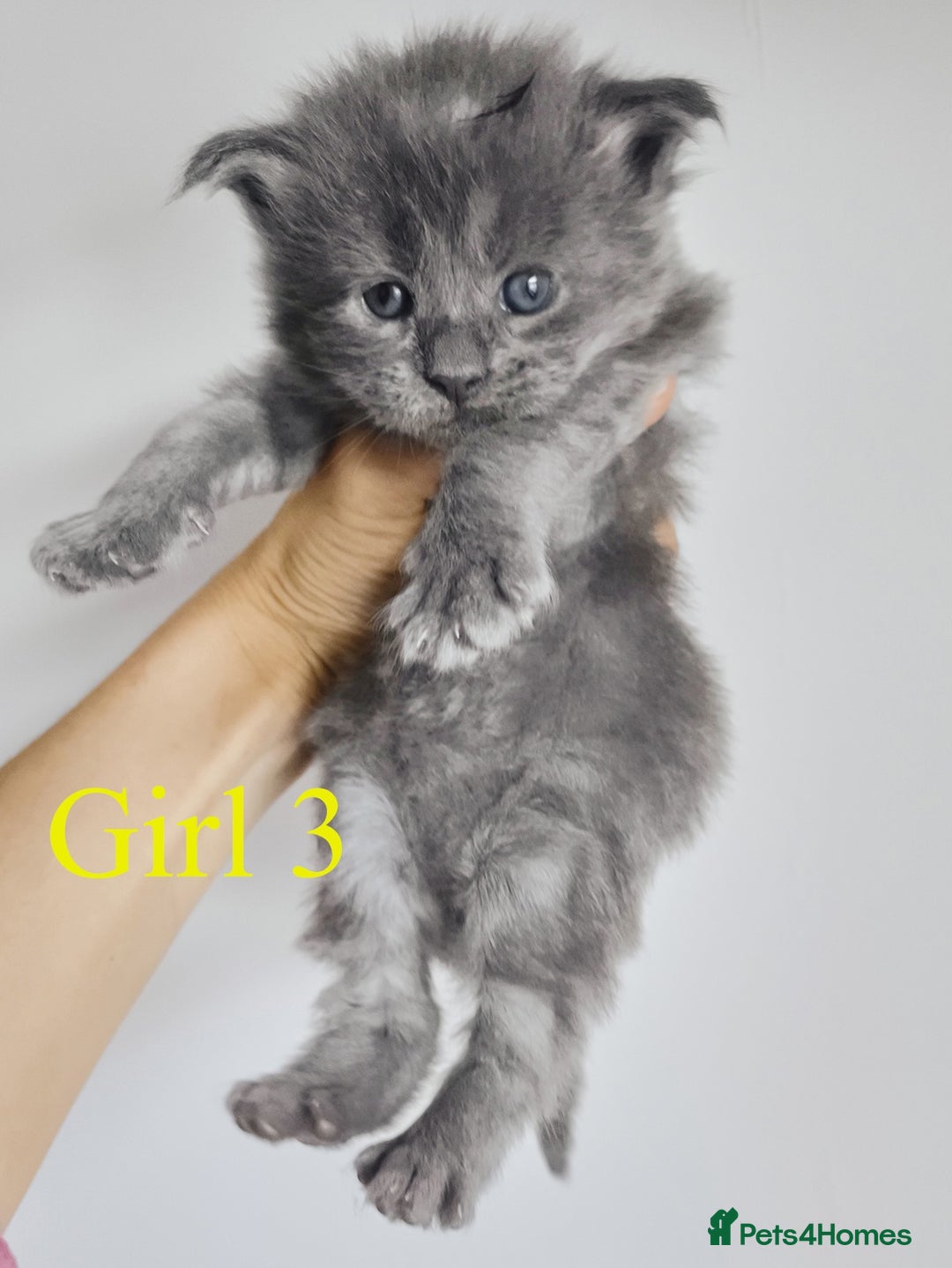 Maine Coon cats for sale: Blue Maine coon kittens - DNA health tested - Image 13