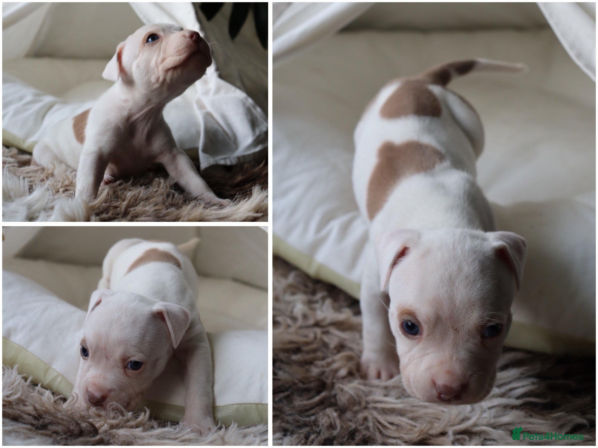 Mixed Breed dogs 9 beautiful staffy cane corso pups 😍 - Advert 9