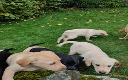 Labrador Retriever dogs for sale: Labrador pups for sale  - Image 7