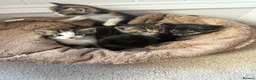 Mixed Breed cats for sale: Mix litter of beautiful kittens - Advert 2
