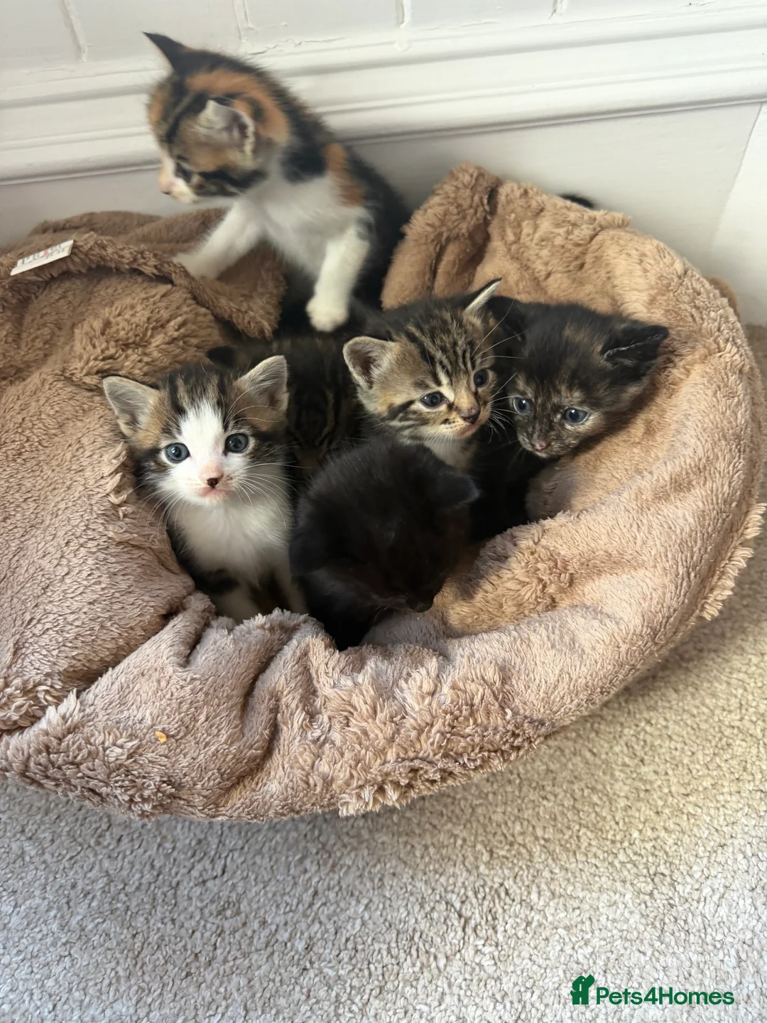 Mixed Breed cats for sale: Mix litter of beautiful kittens - Advert 2