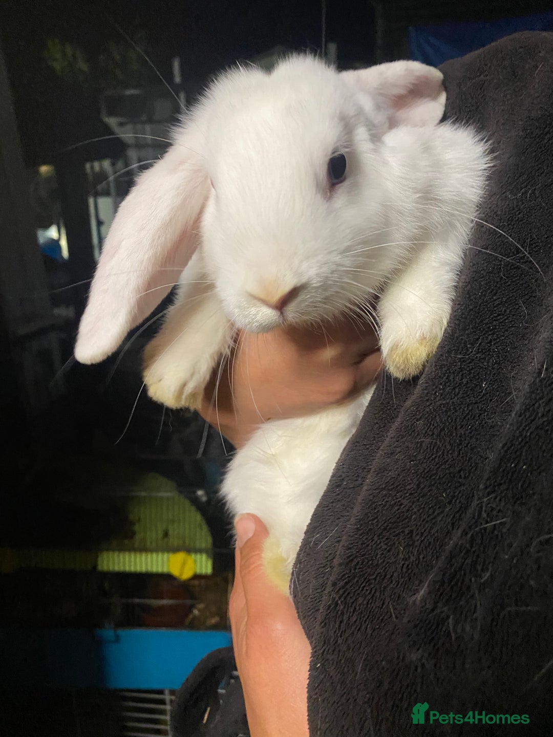 Mini Lop rabbits for sale: Mini lop bunnies for sale  - Image 11