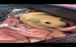 Guinea Pig rodents for sale: Bonded pair of guinea pigs  - Image 7