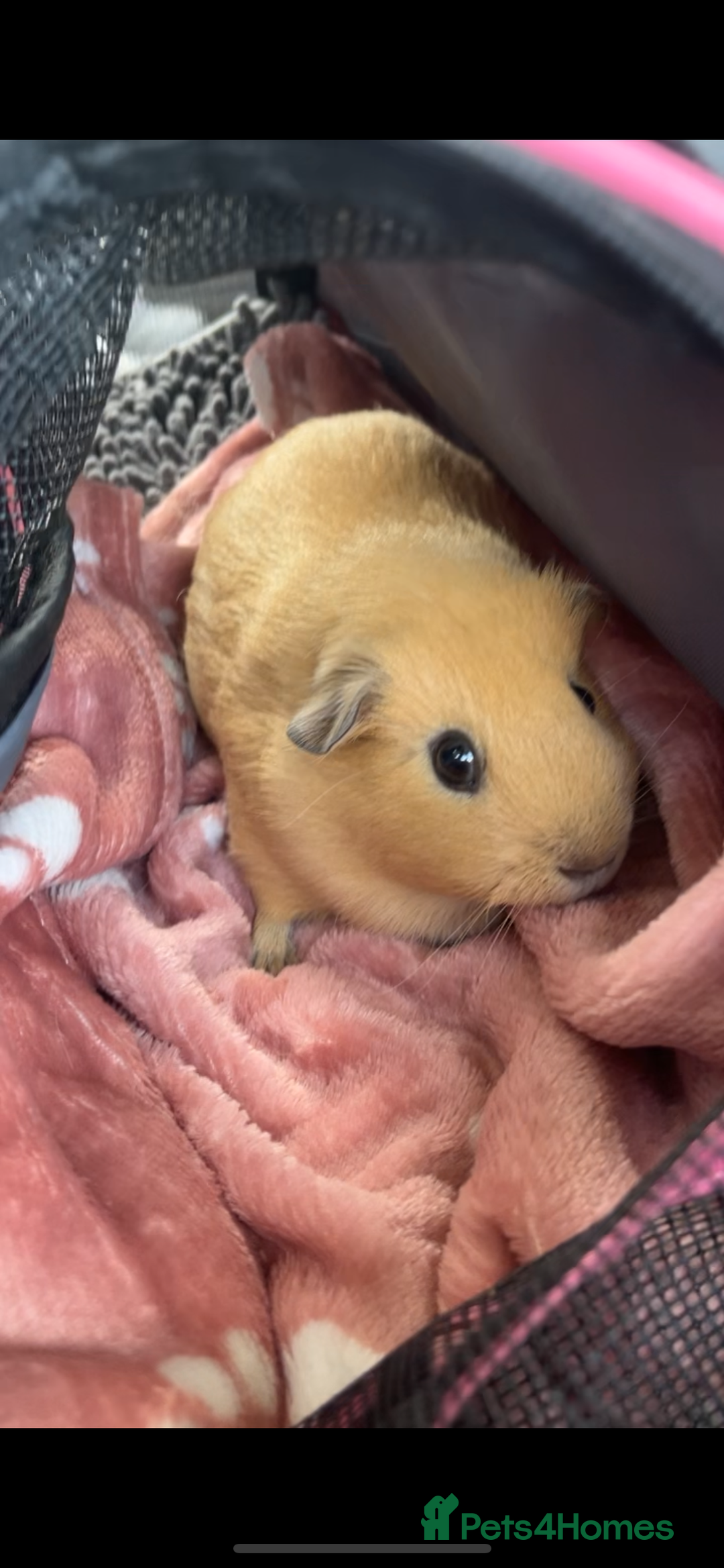 Guinea Pig rodents for sale: Bonded pair of guinea pigs  - Image 7