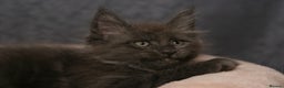 Maine Coon cats for sale: Mainecoon kittens TICA REGISTERED stunning - Advert 6