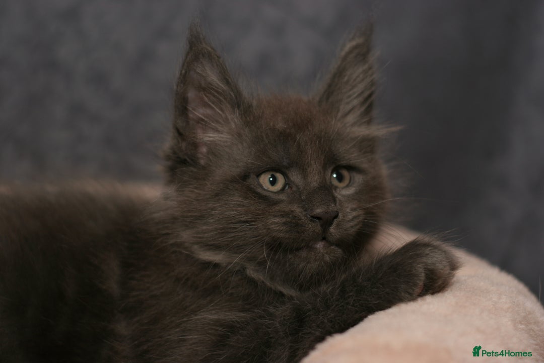 Maine Coon cats for sale: Mainecoon kittens TICA REGISTERED stunning - Advert 6