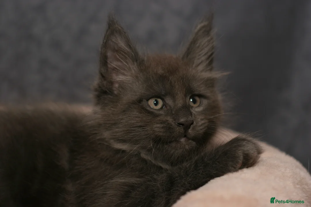 Maine Coon cats for sale: Mainecoon kittens TICA REGISTERED stunning - Advert 10