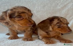 Dachshund dogs for sale: 😍🌈1 male left! 💙🇩🇪🤏🏻READY TO LEAVE🏠🐶 - Image 10