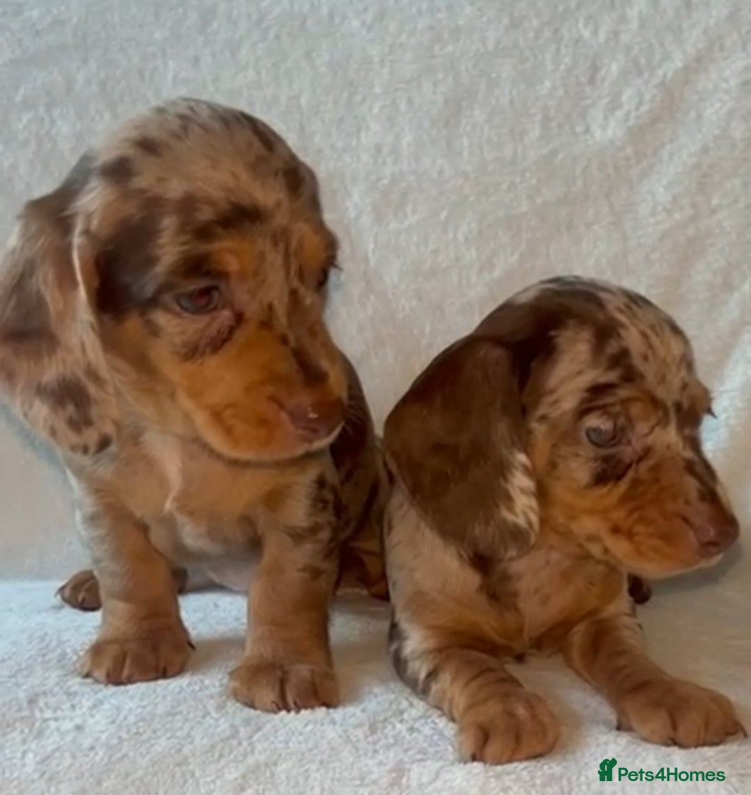 Dachshund dogs for sale: 😍🌈1 male left! 💙🇩🇪🤏🏻READY TO LEAVE🏠🐶 - Image 10