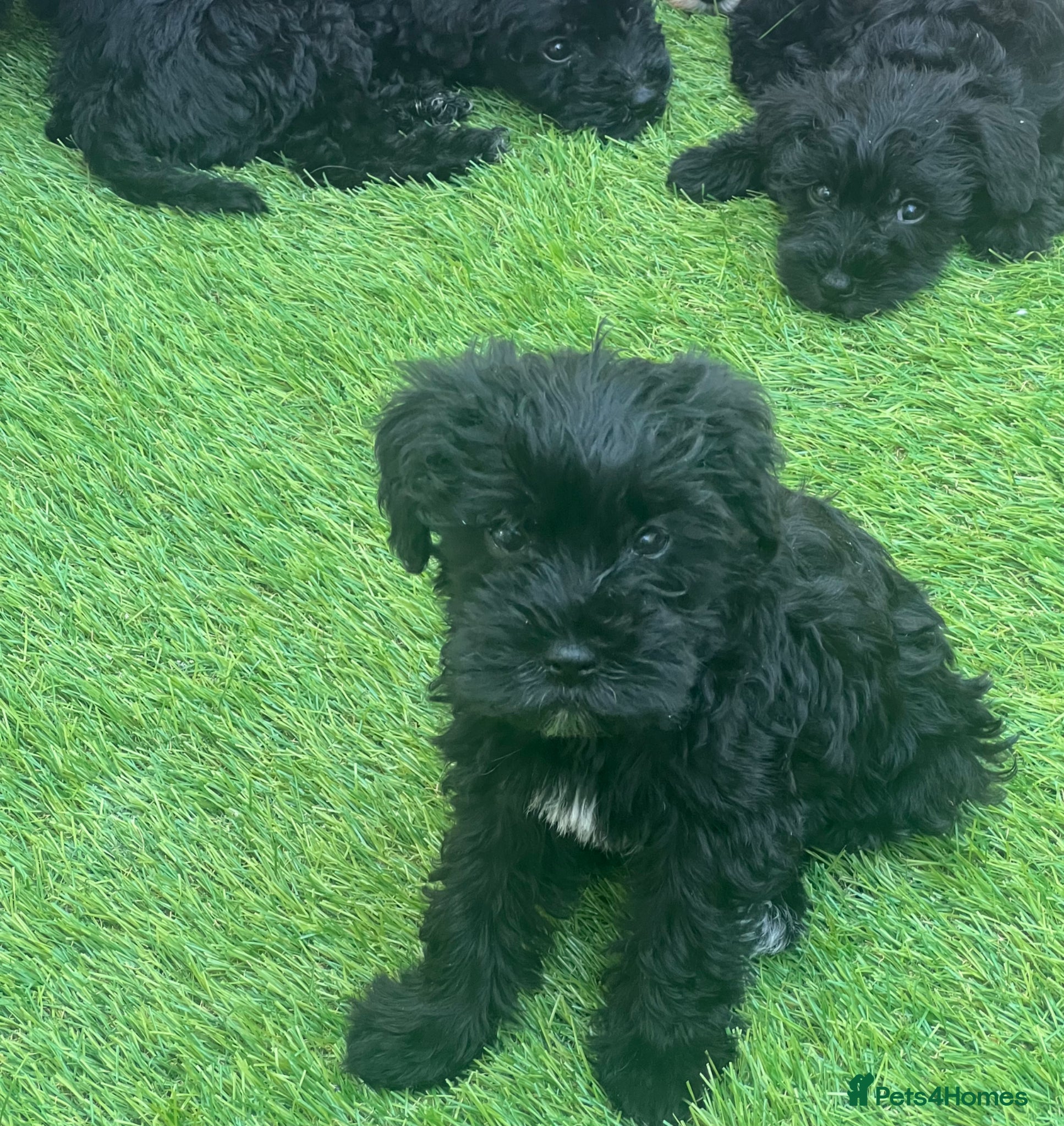 Cavapoo dogs 🐶🐾Adorable Cavaschnauzer Pups🐾🐶 - Advert 16