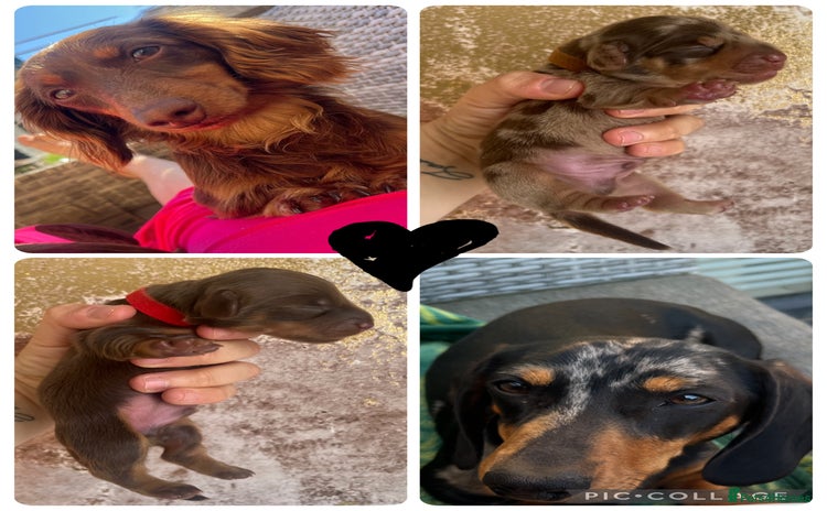 Miniature Dachshund dogs - Advert 11