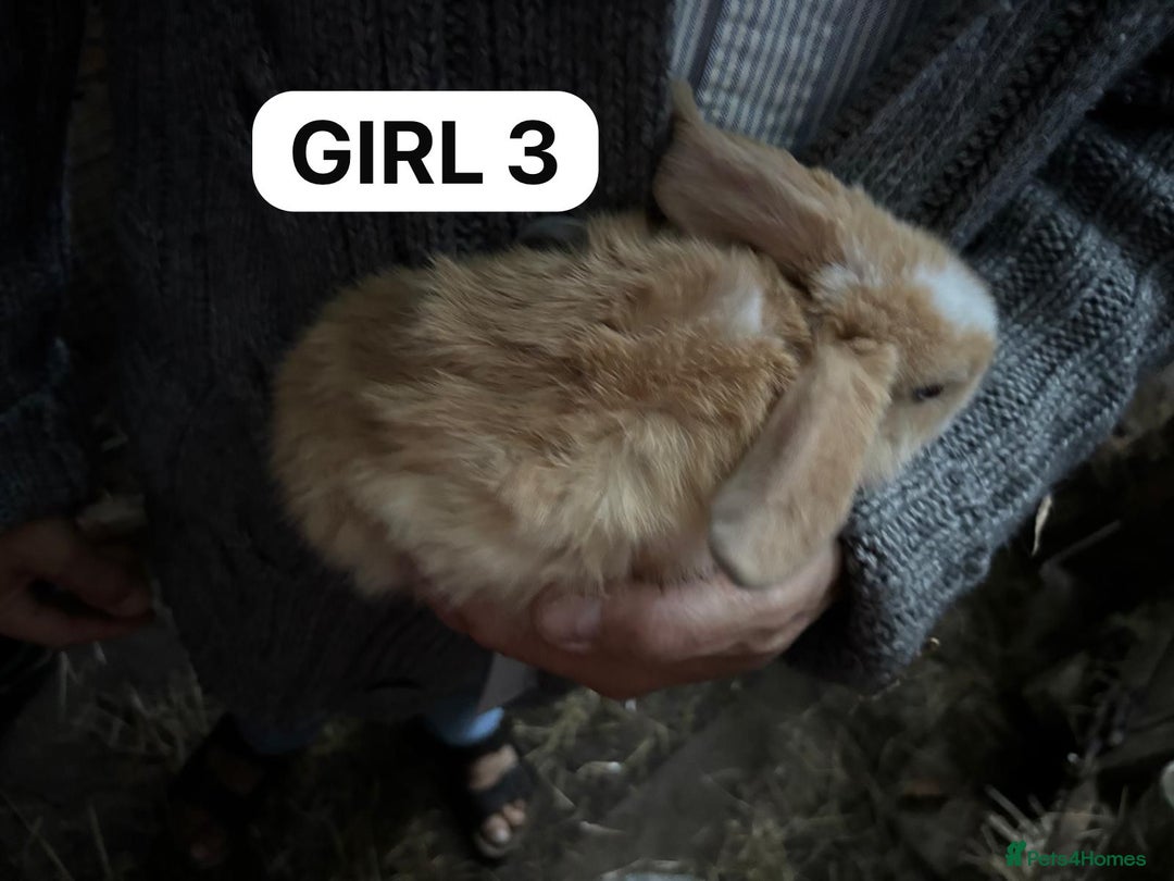 Mini Lop rabbits for sale: Friendly, Handled, Beautiful Baby Bunnies for Sale - Image 13