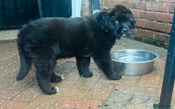 Mixed Breed dogs for sale: Central Aisian Shepard x Rottweiler - Image 13