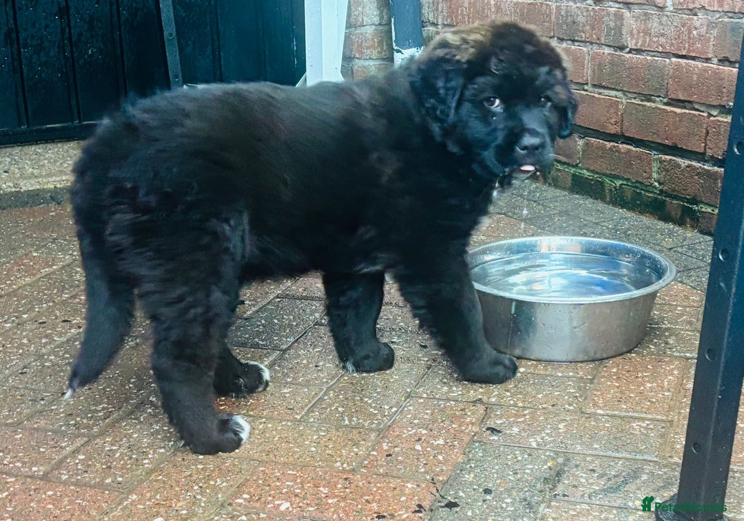 Mixed Breed dogs for sale: Central Aisian Shepard x Rottweiler - Image 13