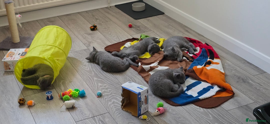 British Shorthair cats for sale: British Blue Shorthair - Image 10