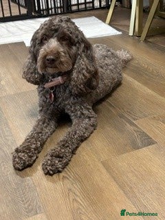 Cockapoo dogs Cockapoo - Chocolate girl looking for new home - Advert 1