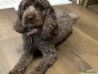 Cockapoo dogs Cockapoo - Chocolate girl looking for new home - Advert 2