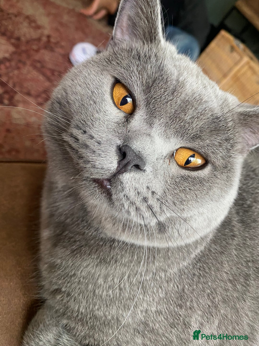 British Shorthair cats for sale: Male British Shorthair 1yr old (CHAMPA) - Image 3