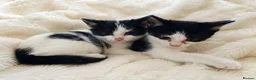 Mixed Breed cats for sale: BRITISH SHORTHAIR CROSS KITTENS *READY NOW* - Advert 2