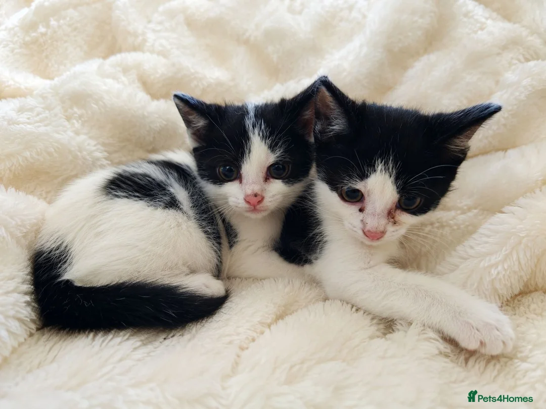 Mixed Breed cats for sale: BRITISH SHORTHAIR CROSS KITTENS *READY NOW* - Advert 2