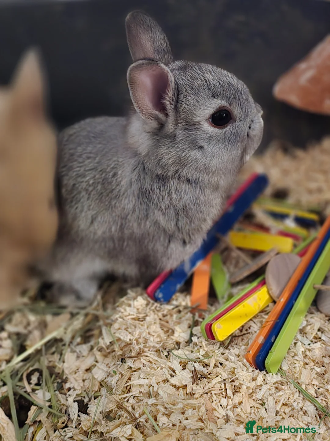 Netherland Dwarf rabbits for sale: Netherland dwarf babies bunnies - Advert 3