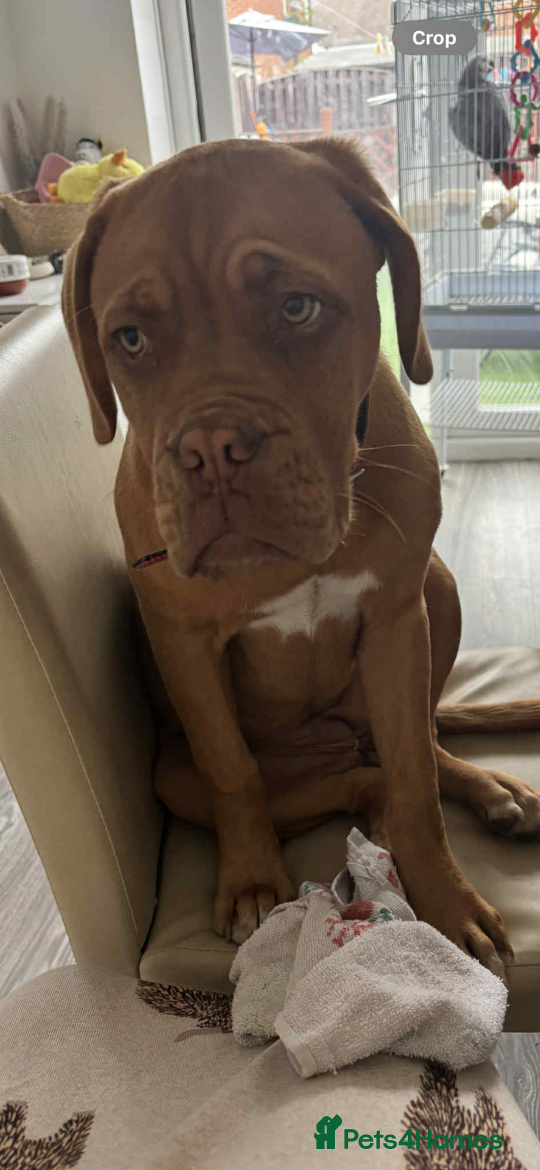 Dogue De Bordeaux dogs for sale: 8 month old Dogue de Bordauex  - Advert 4
