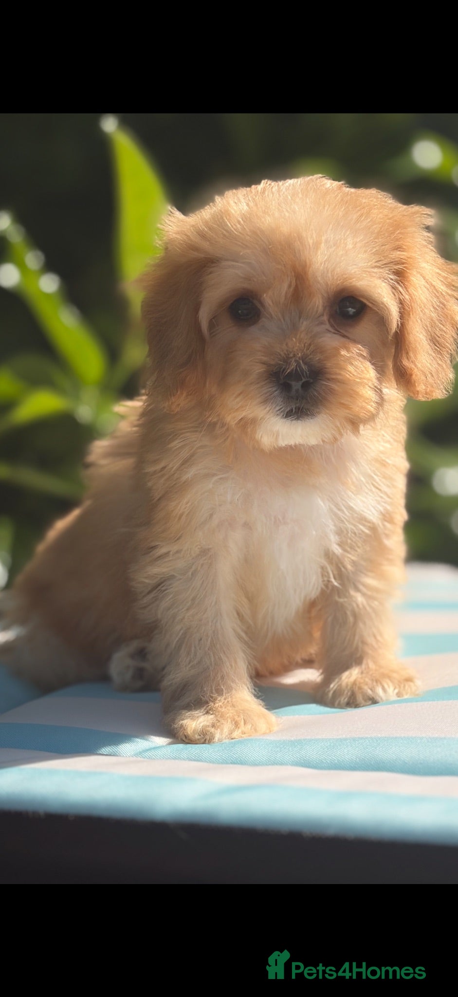Cockapoo dogs 🌸 FEMALE READY NOW TOY F1 COCKERPOOS 🌸 - Advert 2