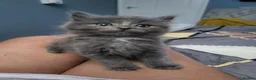 Mixed Breed cats for sale: Beautiful grey kittens  - Advert 3
