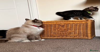 Ragdoll cats - Advert 4