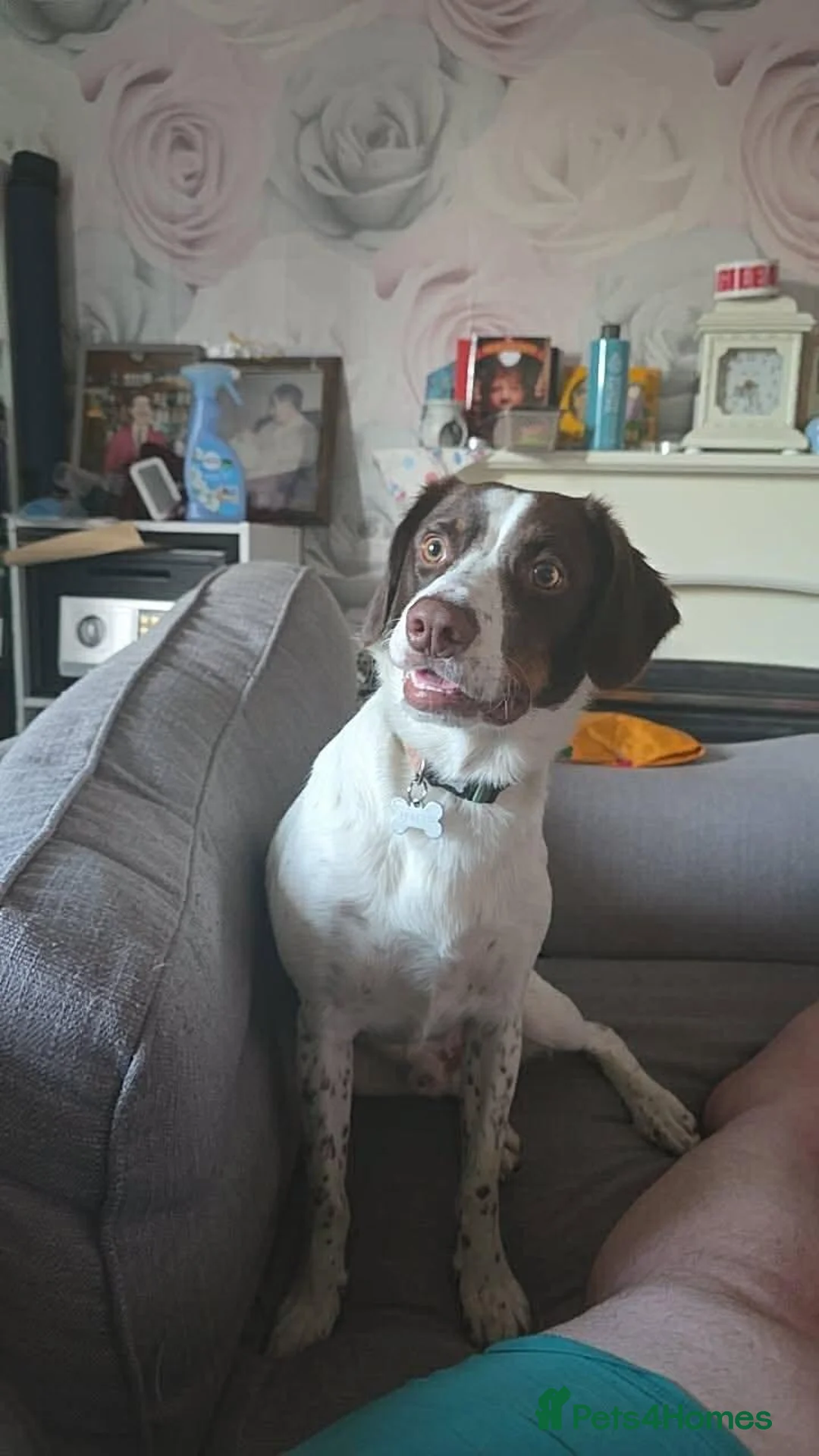 Sprollie dogs for sale: 1 Year Old Fergus in Workington - Advert 2