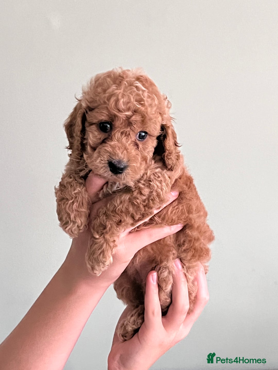 Cockapoo dogs for sale: Beautiful cockerpoo F1B - Image 2