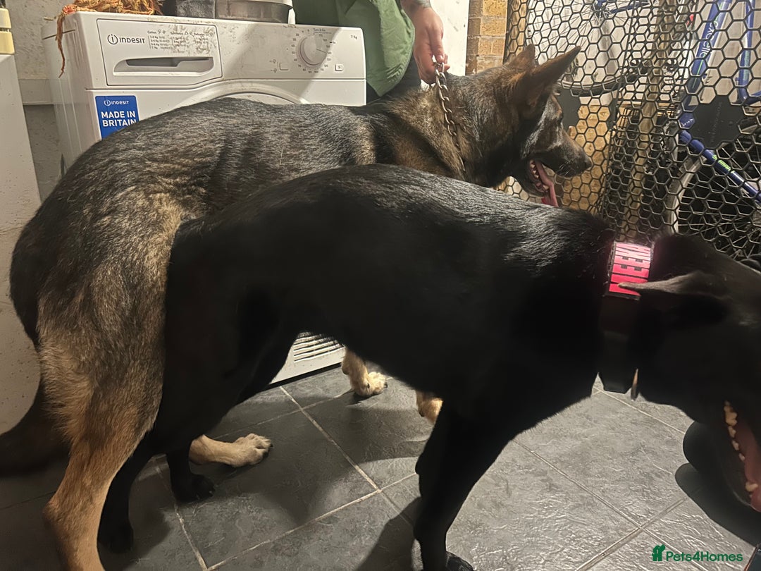 German Shepherd dogs for stud: KC sable male for stud  in Birmingham - Image 7