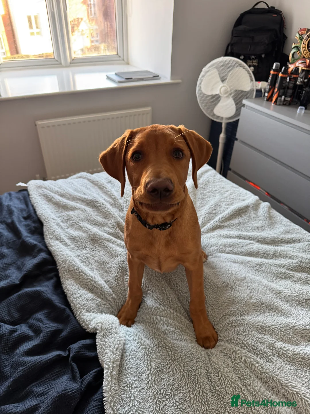 Labrador Retriever dogs for sale: Fox red Labrador puppy  - Advert 3