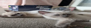 Ragdoll 3