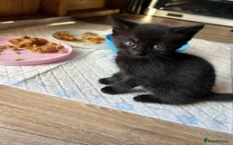 Mixed Breed cats for sale: Baby kittens for sale - Image 5