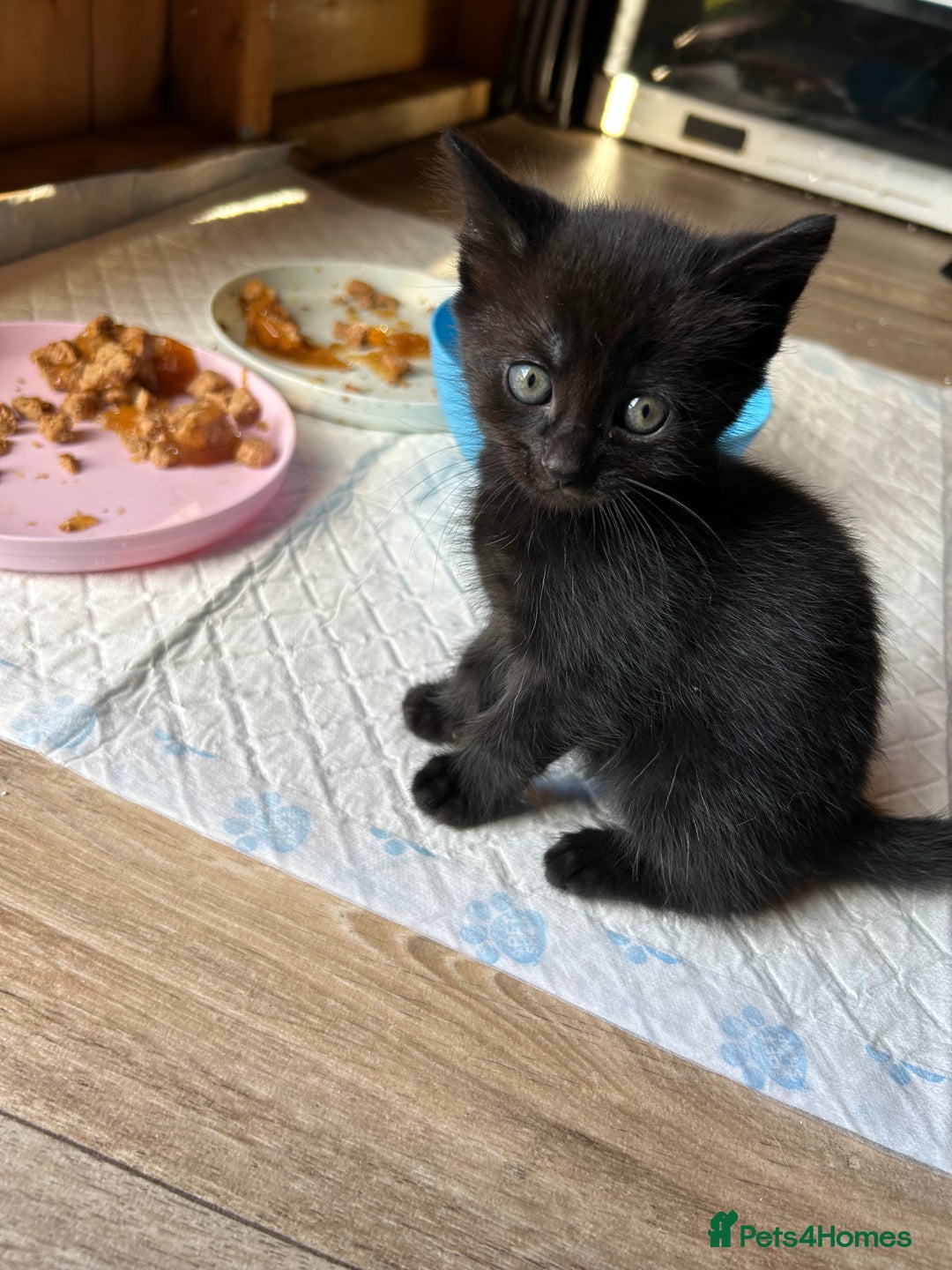 Mixed Breed cats for sale: Baby kittens for sale - Image 5