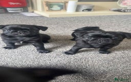 Pug dogs for sale: 2 male black pugs - Image 1