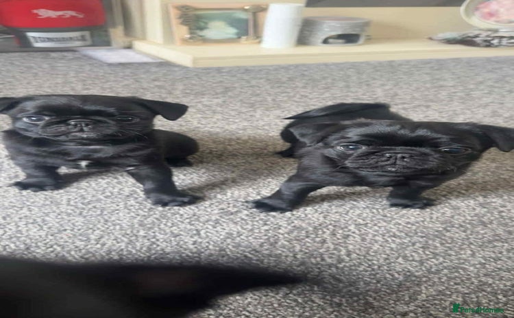Pug dogs - Advert 1
