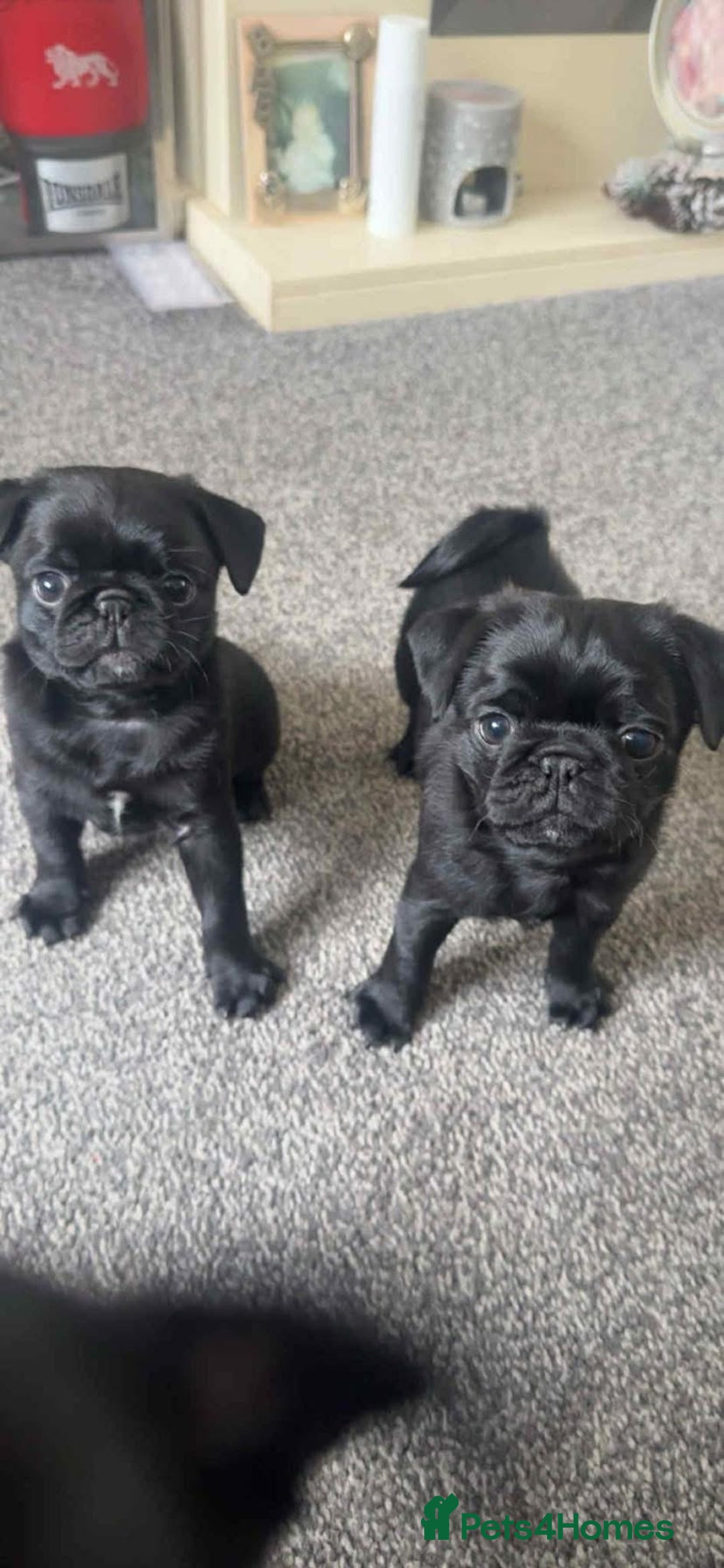 Pug dogs for sale: 2 male black pugs - Image 1