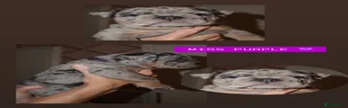 Miss Purple 