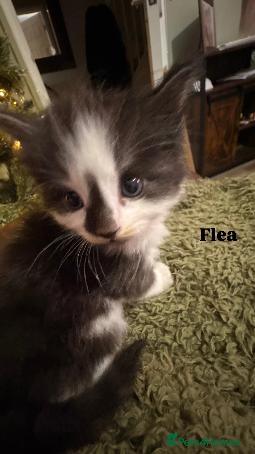 Ragdoll cats for sale: Ragdoll cross kittens | 3 Female | 1 Male - Advert 8