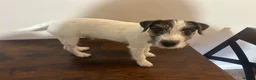 Parson Russell dogs for sale: KC reg male parsons terrier 5 1/2 months - Advert 2