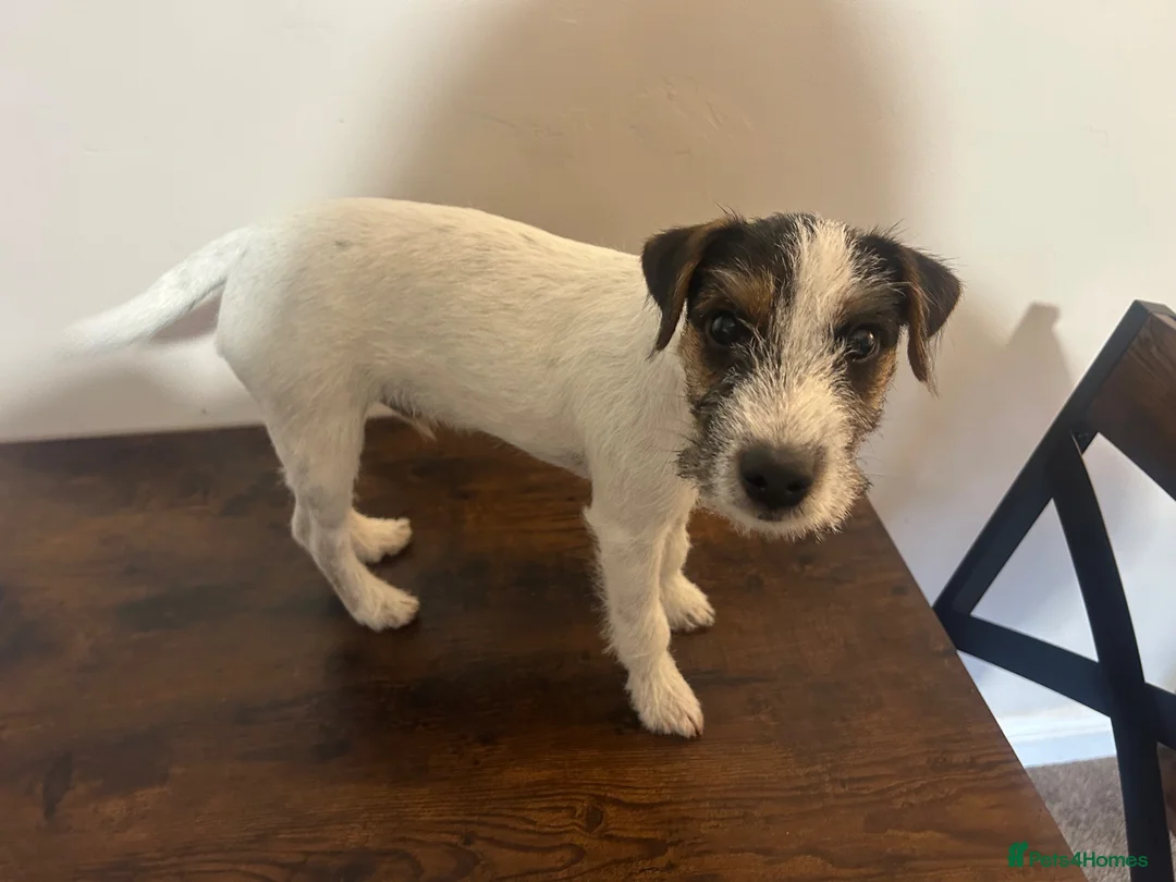 Parson Russell dogs for sale: KC reg male parsons terrier 5 1/2 months - Advert 2