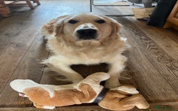 Golden Retriever dogs for sale: Chunky litter of cream/white retrievers  - Advert 3