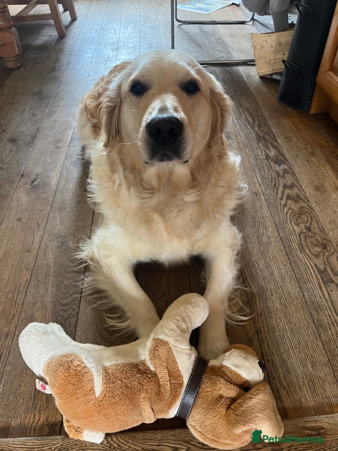 Golden Retriever dogs for sale: Chunky litter of cream/white retrievers  - Advert 3