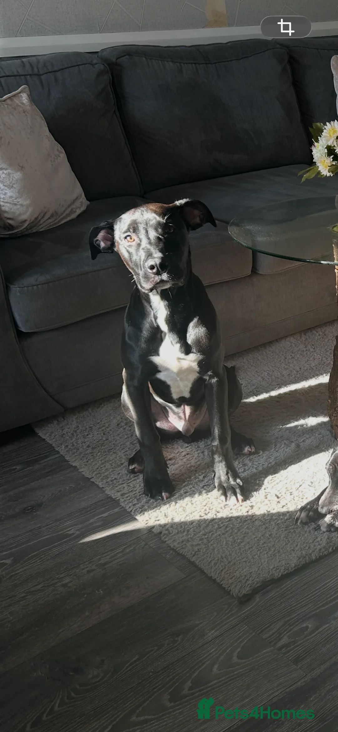 Mixed Breed dogs for sale: Staff x American bulldog puppy  - Advert 1