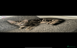 Mixed Breed cats for sale: 3 beautiful little kittens  - Image 3