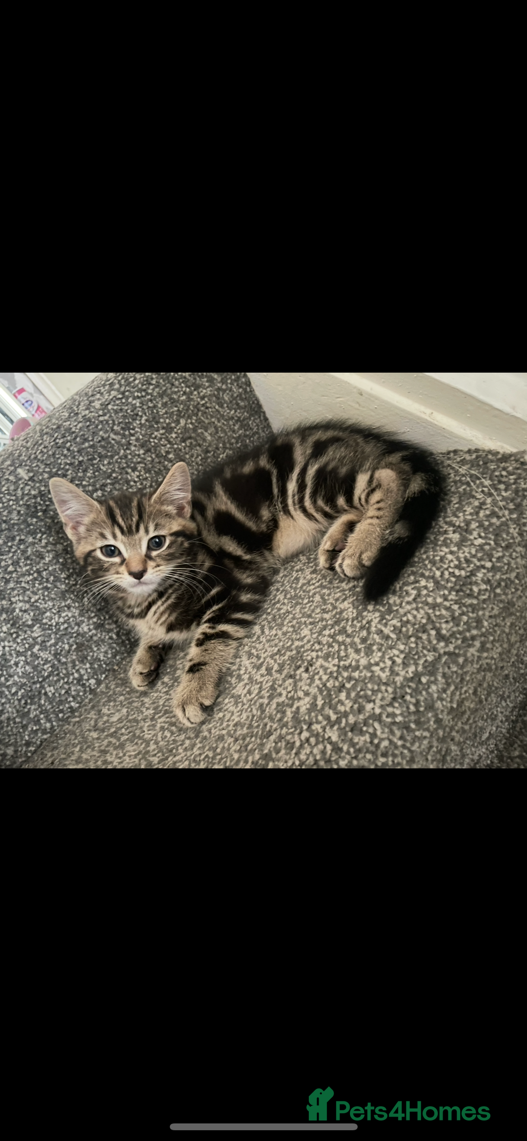 Mixed Breed cats for sale: 3 beautiful little kittens  - Image 3